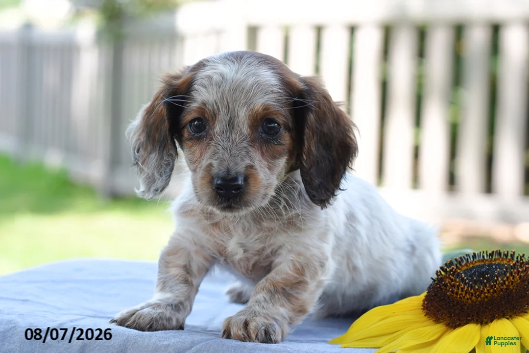 Miniature Dachshund dogs for sale: Trudy - Ad 1