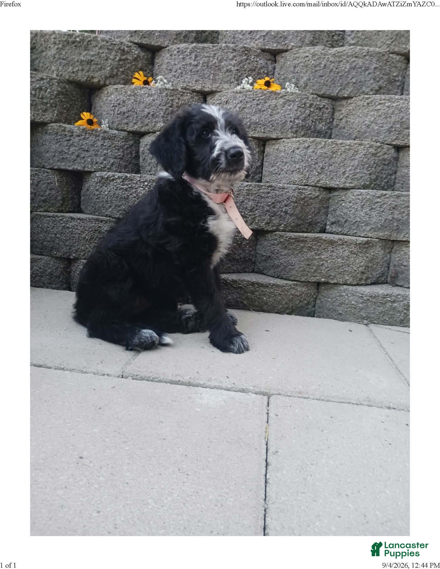 Mixed Breed dogs Molly - Ad 1