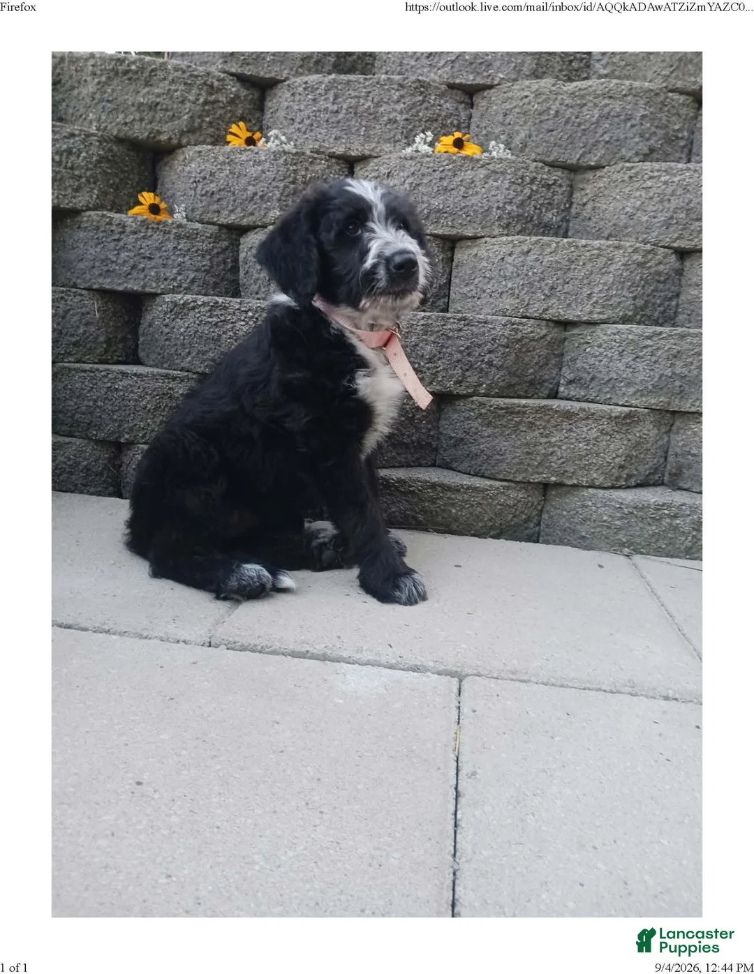 Mixed Breed dogs for sale: Molly - Ad 1