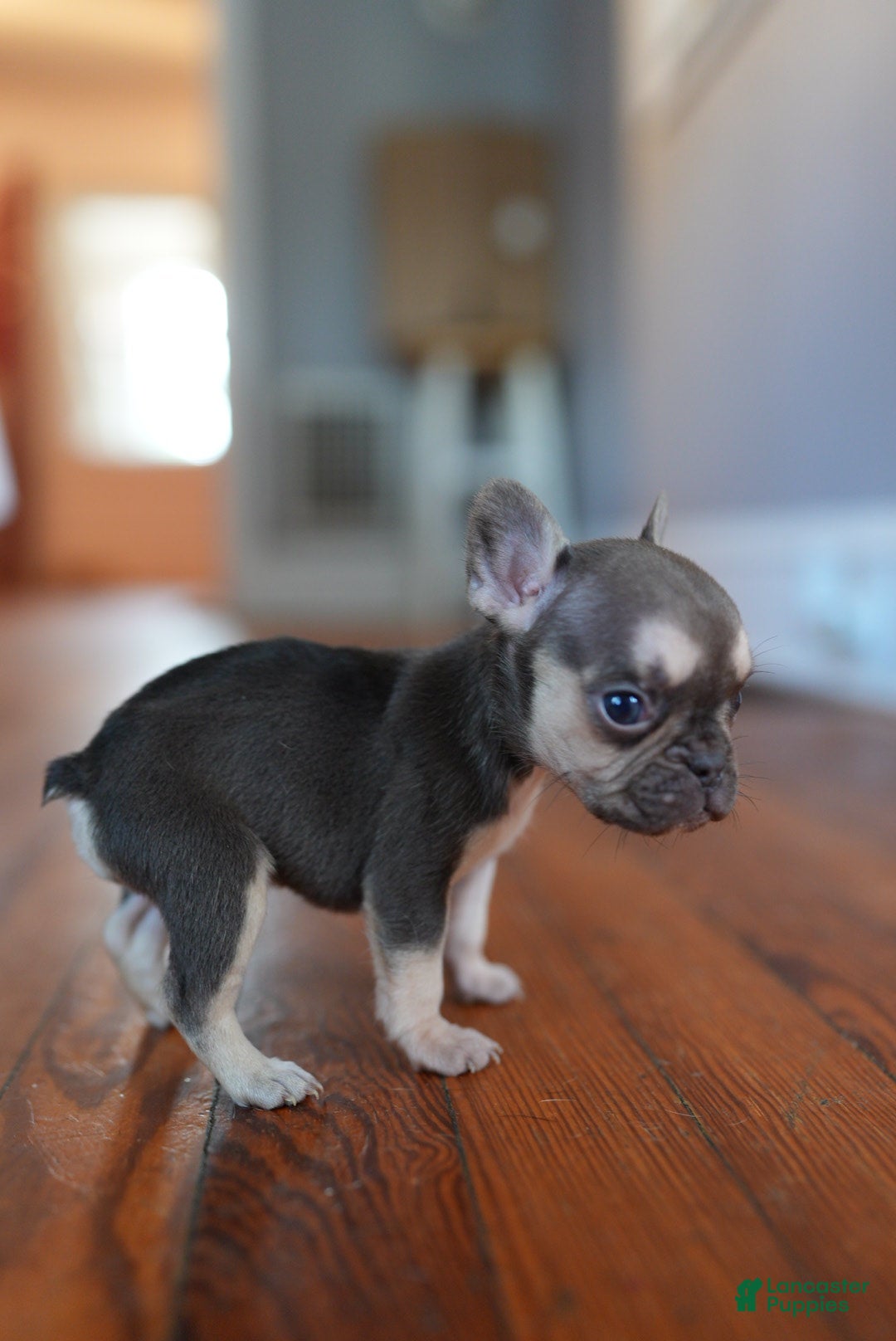 French Bulldog dogs for sale: French Bulldog Puppy  - Ad 11