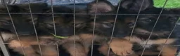 German Shepherd dogs for sale: Bluey - Ad 3