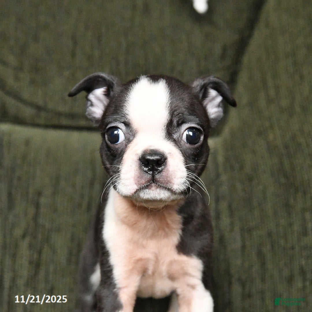 Boston Terrier dogs for sale: River - Ad 3
