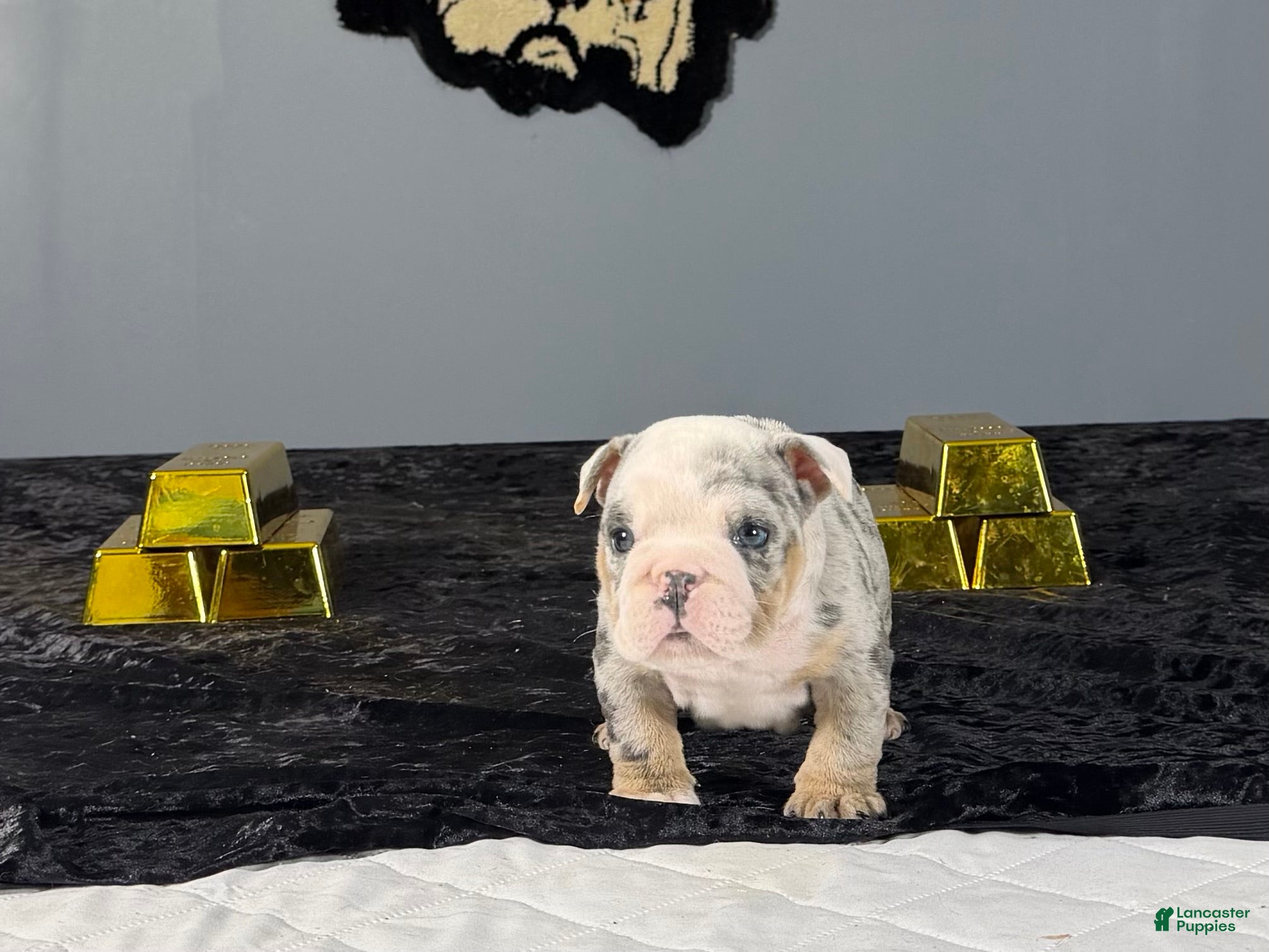 English Bulldog dogs English Bulldog 2 - Ad 2