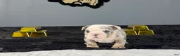 English Bulldog dogs for sale: English Bulldog 2 - Ad 2