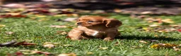 Cavalier King Charles Spaniel dogs for sale: Acorn - Ad 2