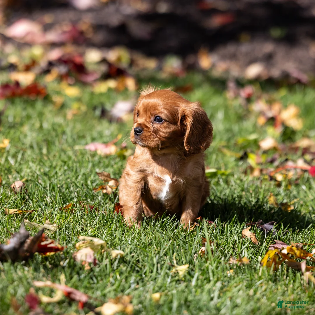 Cavalier King Charles Spaniel dogs for sale: Acorn - Ad 2