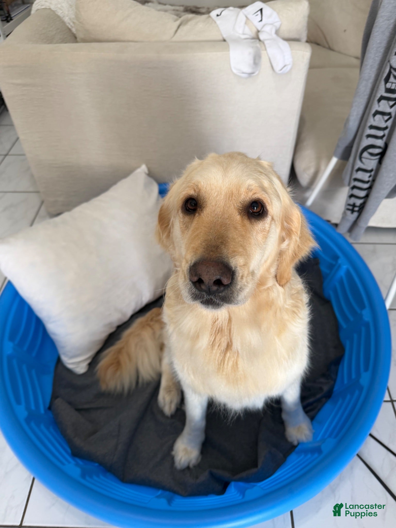 Golden Retriever dogs Florence  - Ad 2