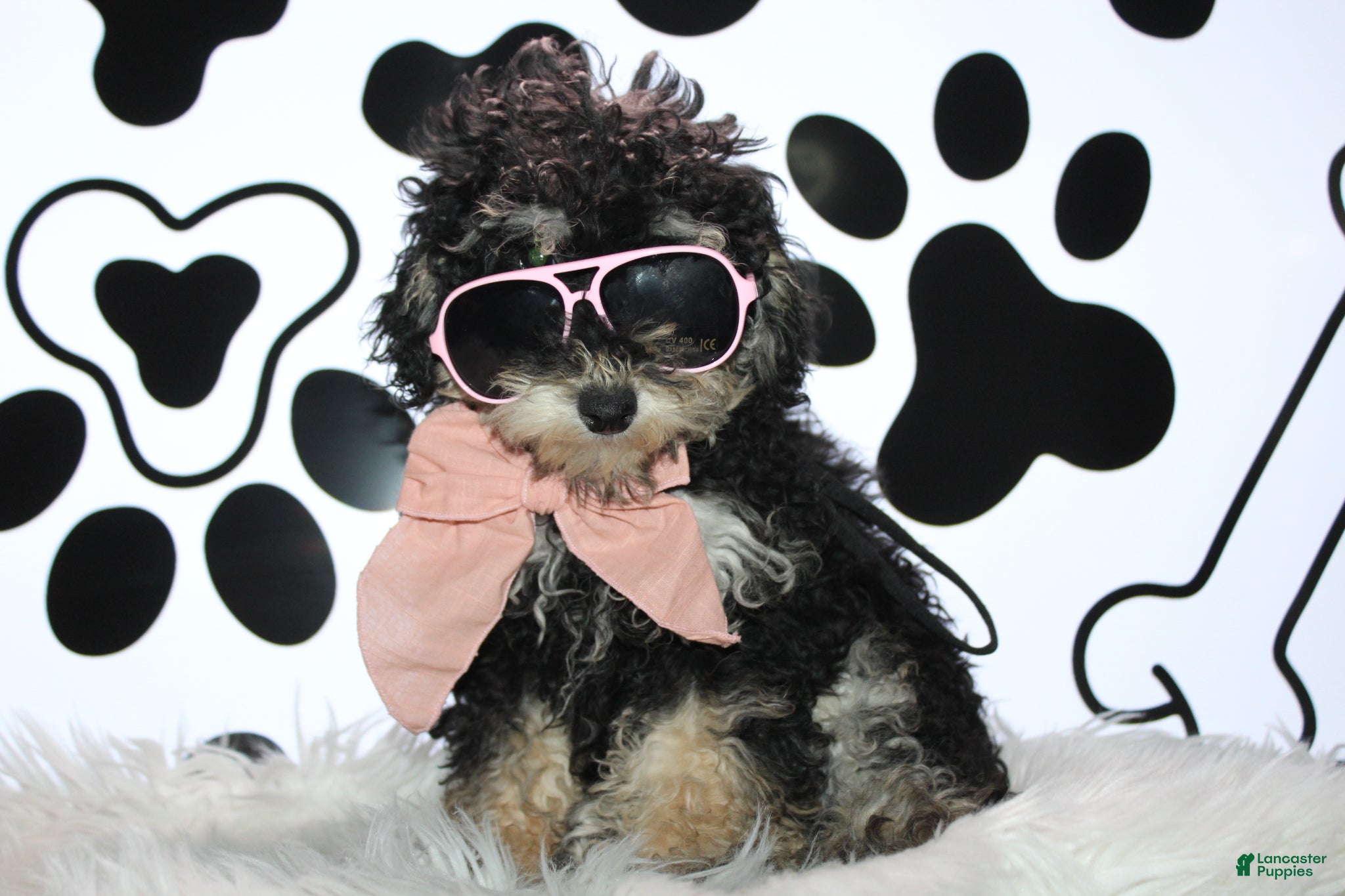 Miniature Poodle dogs AKC Stella - Ad 1