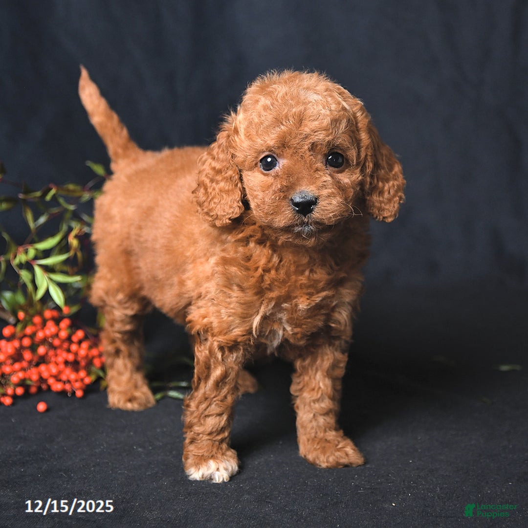 Miniature Poodle dogs for sale: Iris - Ad 3