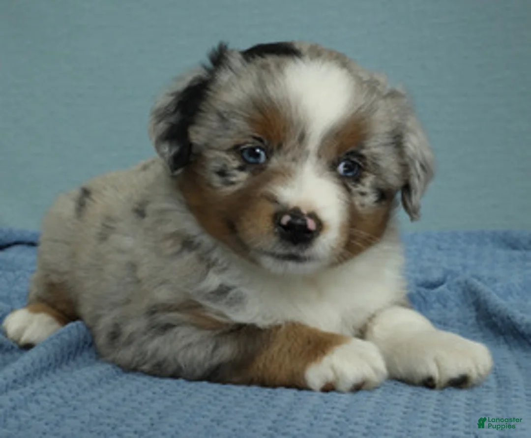 Miniature Australian Shepherd dogs for sale: Forrest 🌲 - Ad 1