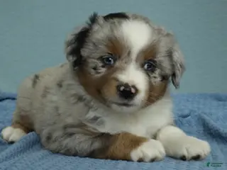 Miniature Australian Shepherd dogs for sale: Forrest 🌲 - Ad 4