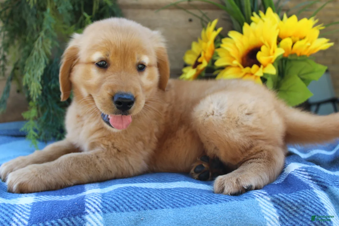 Golden Retriever dogs for sale: Rocky - Ad 8