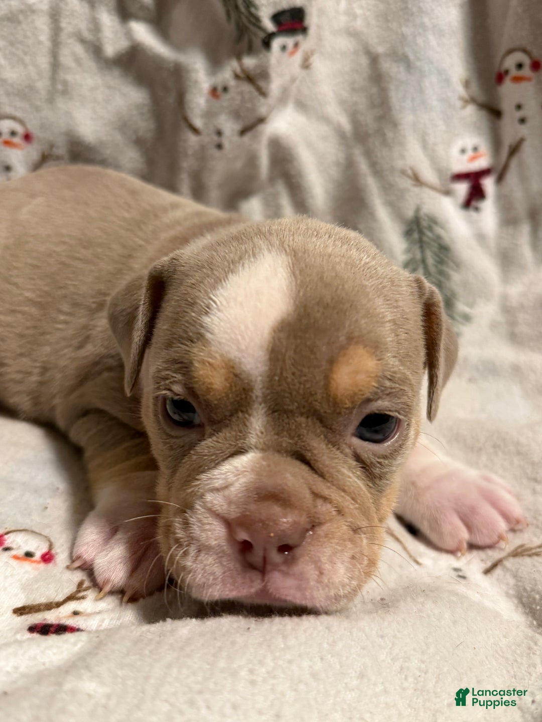 Olde English Bulldogge dogs for sale: Spencer - Ad 7