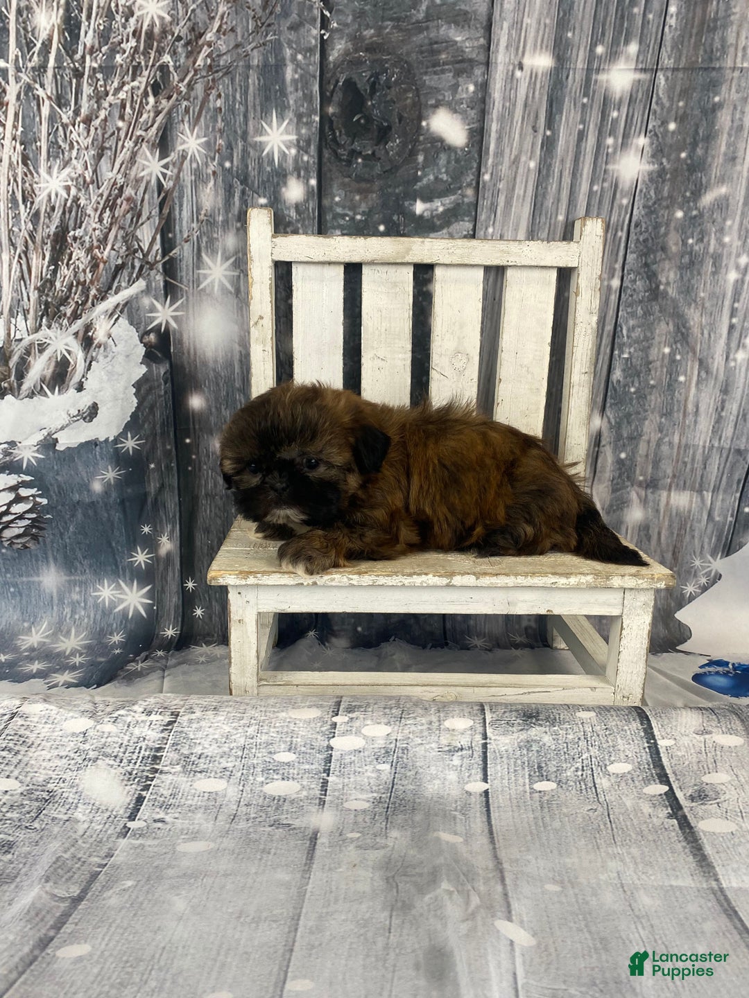 Shih Tzu dogs for sale: Mochi - Ad 8