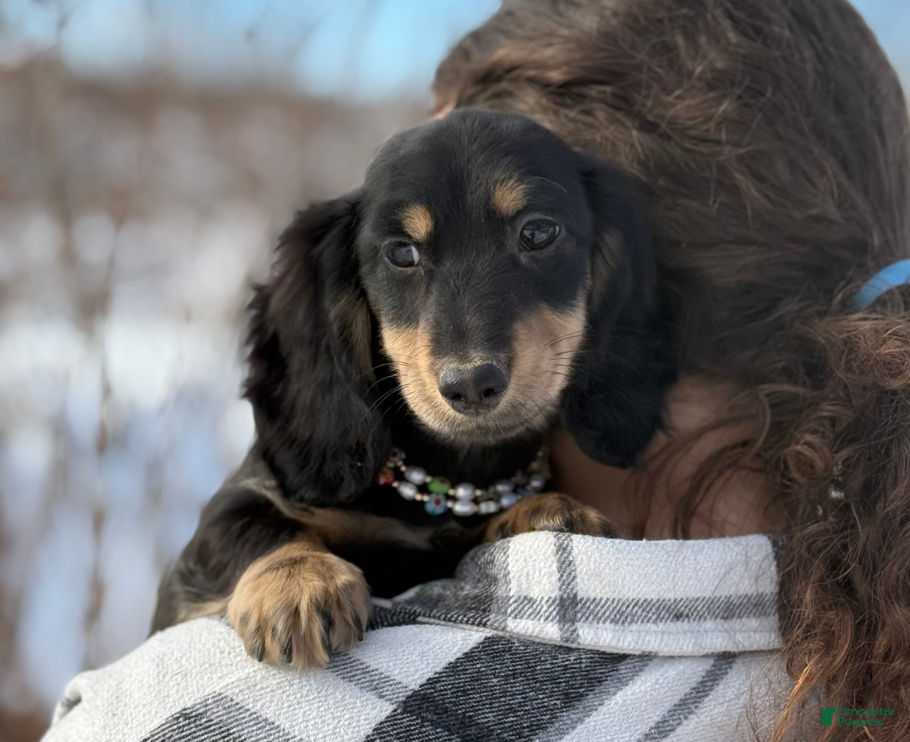 Miniature Dachshund dogs Kedron - Ad 1
