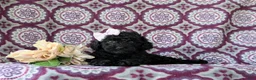 Cockapoo dogs for sale: Brin Hypoallergenic - Ad 5