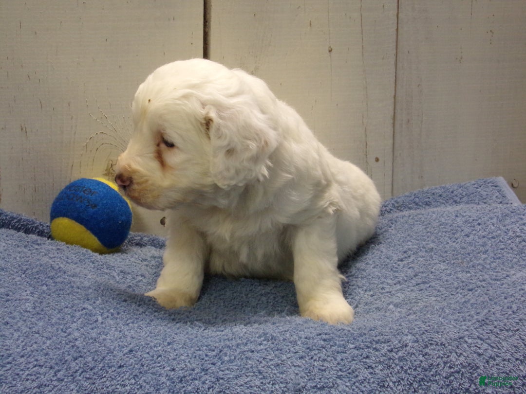 Goldendoodle dogs for sale: Hans - Ad 3