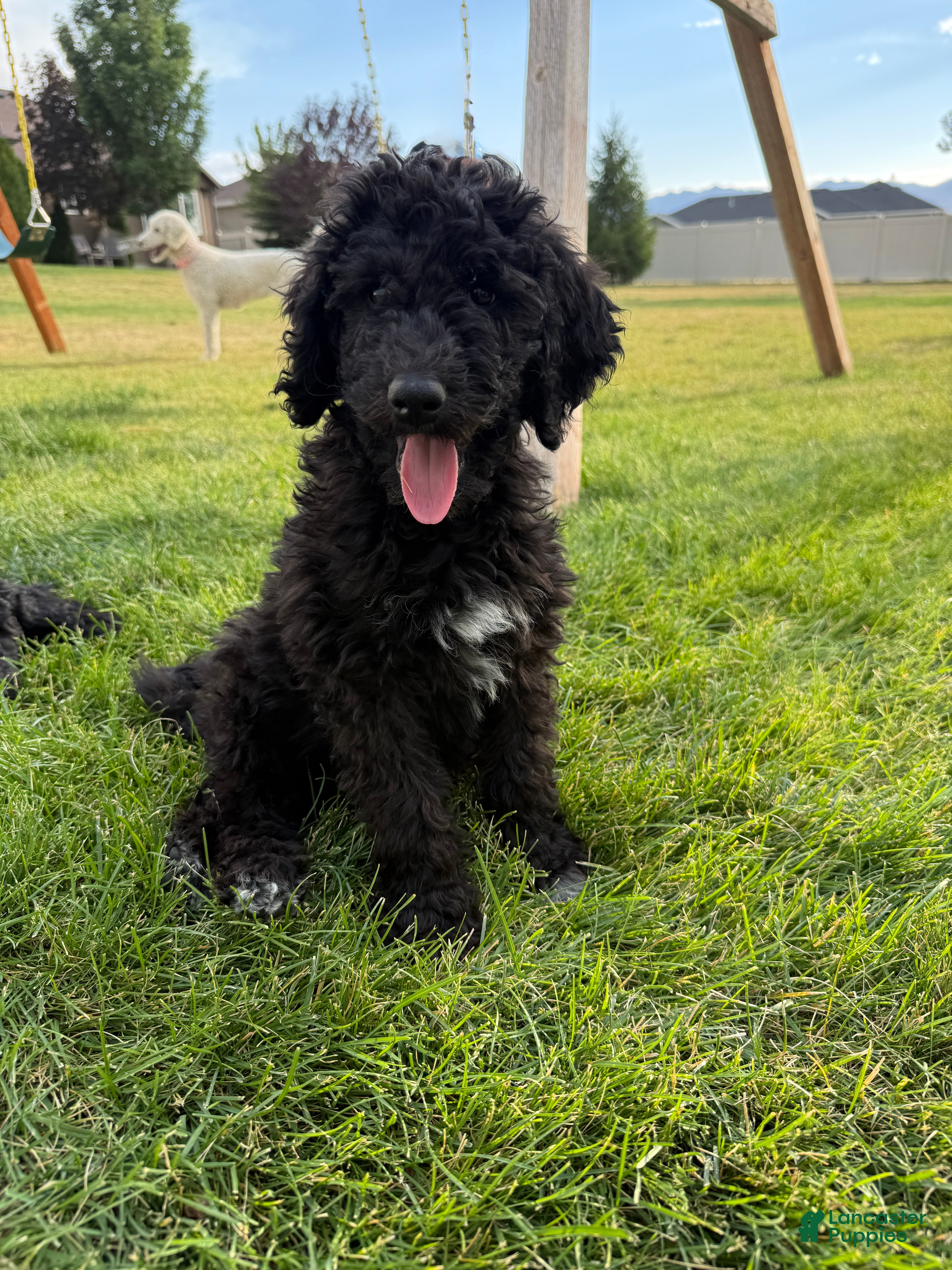 Standard Poodle dogs Ruby  - Ad 38