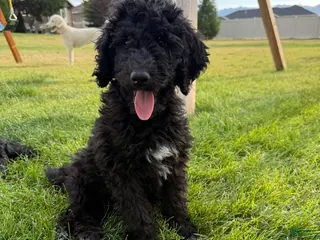 Standard Poodle dogs Ruby - Ad 38