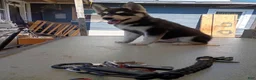 Siberian Husky dogs for sale: Paw paw - Ad 3