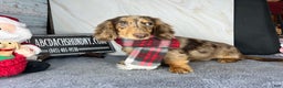 Miniature Dachshund dogs for sale: Miniature Dachshund dapple - Ad 14