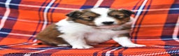 Shetland Sheepdog dogs for sale: Candy Cane - Ad 4