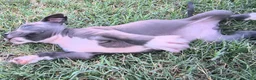 American Pit Bull Terrier dogs for sale: Luna - Ad 3