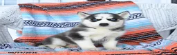 Siberian Husky dogs for sale: Silver - Ad 3