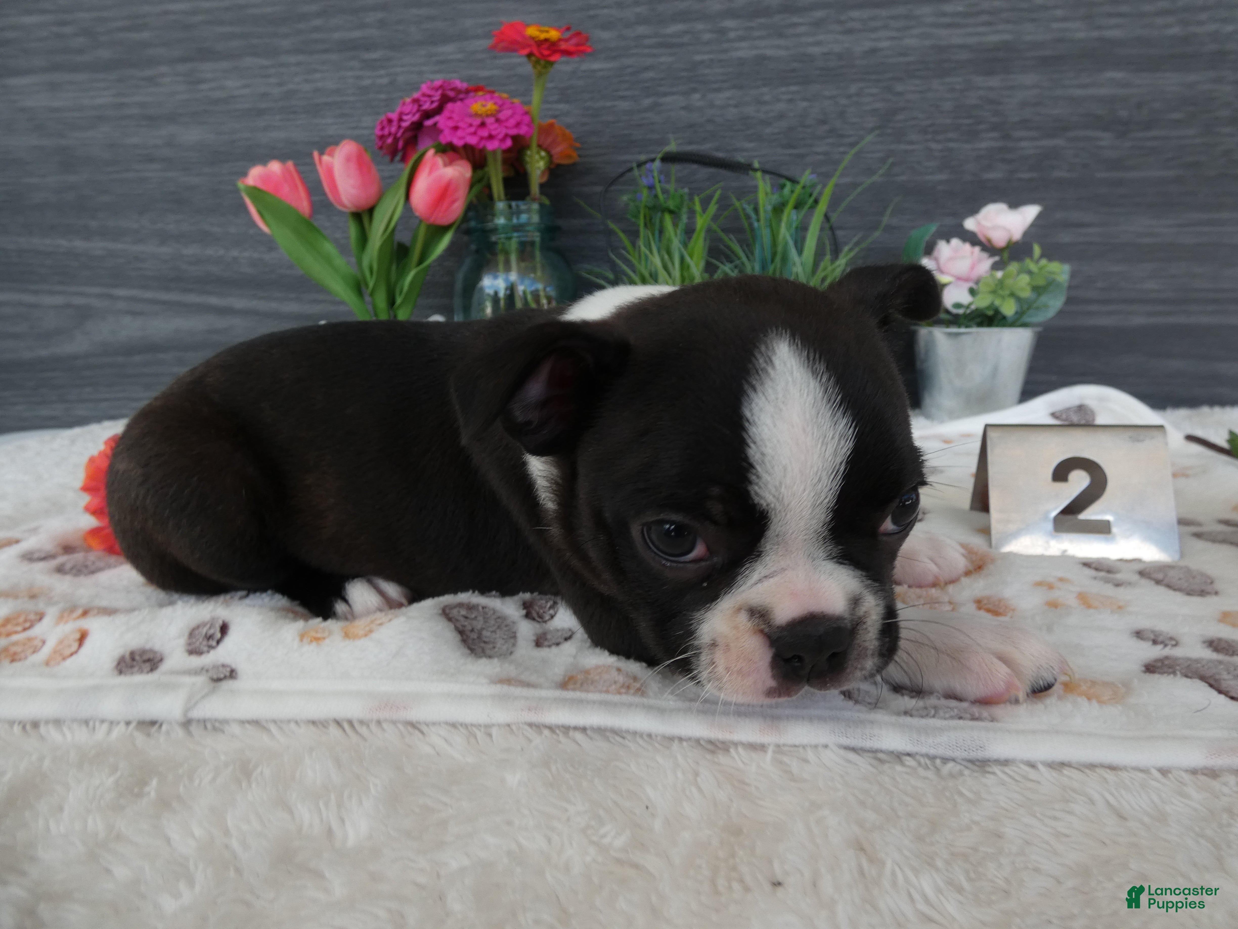 Boston Terrier dogs Boston Terrier 2 Macy - Ad 24