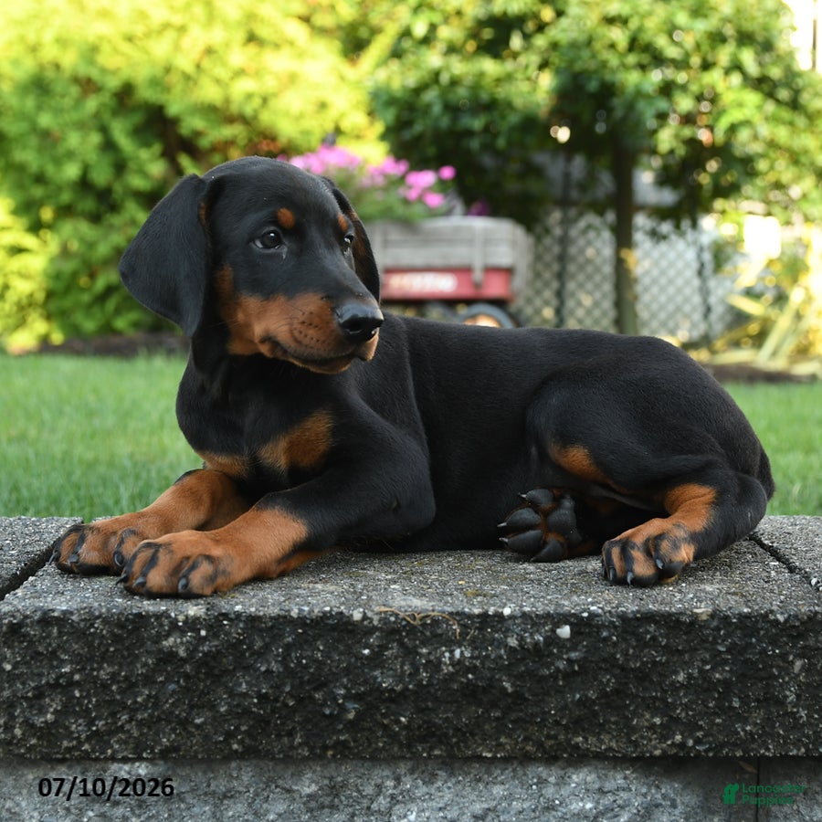 Doberman Pinscher dogs Iris - Ad 2