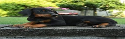 Doberman Pinscher dogs for sale: Iris - Ad 2