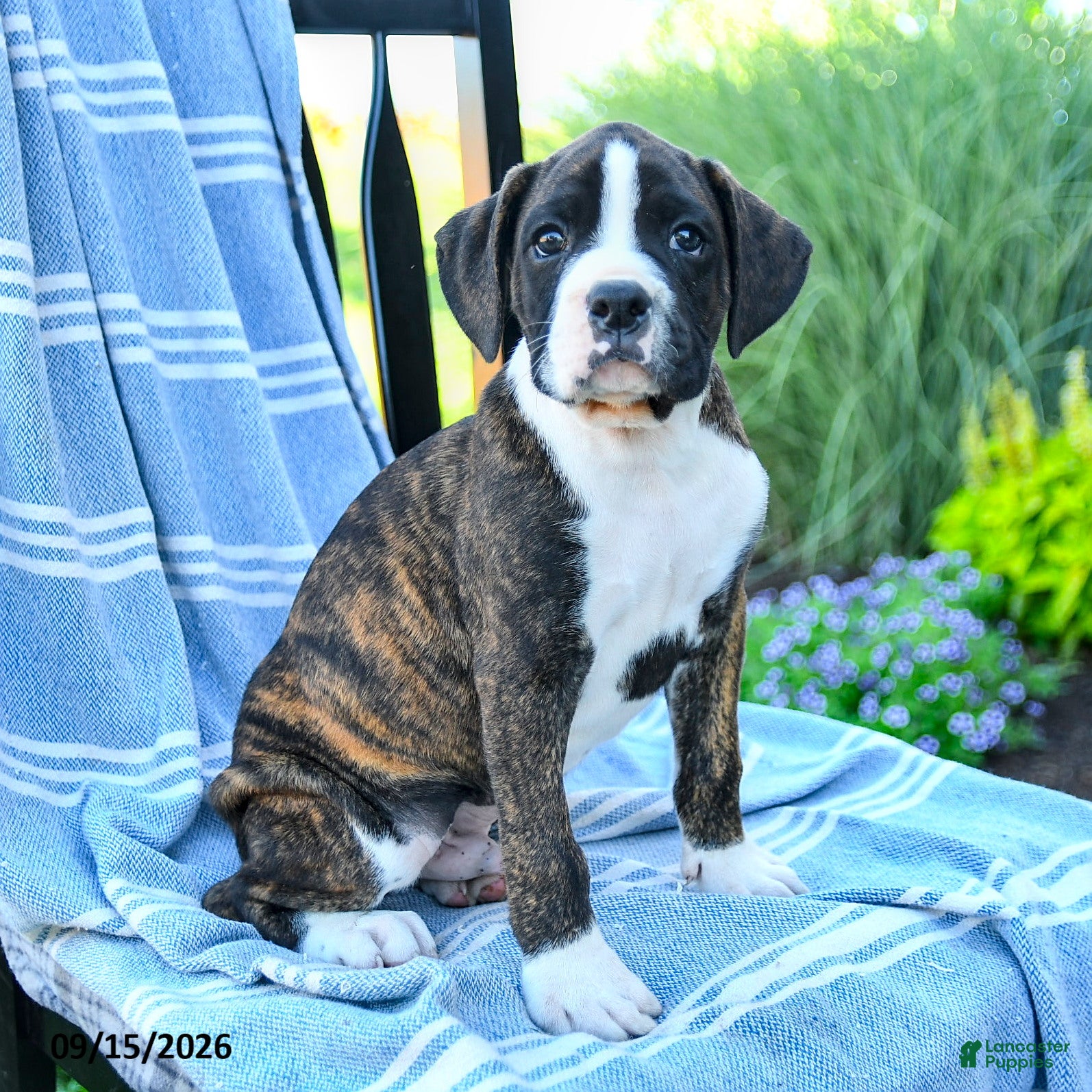 Boxer dogs Orion - Ad 1