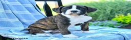 Boxer dogs for sale: Orion - Ad 1