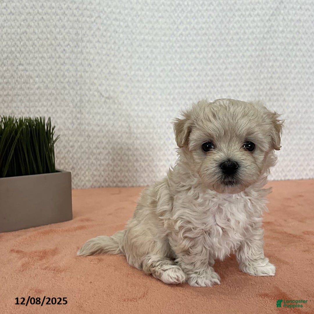 Havapoo dogs for sale: Grace - Ad 1