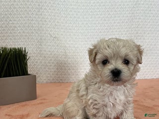 Havapoo dogs Grace - Ad 28