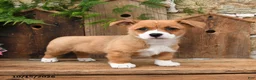 Mixed Breed dogs for sale: Autumn - Ad 2