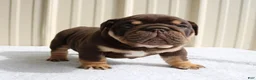 English Bulldog dogs for sale: Bucky - Ad 3