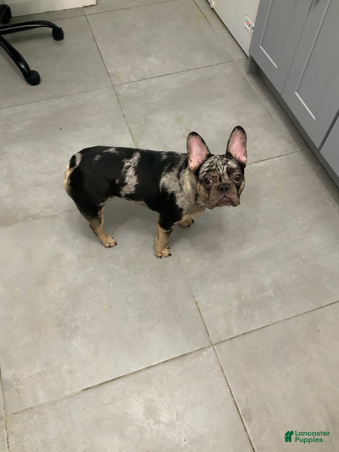 French Bulldog dogs for sale: Stirling - Ad 2