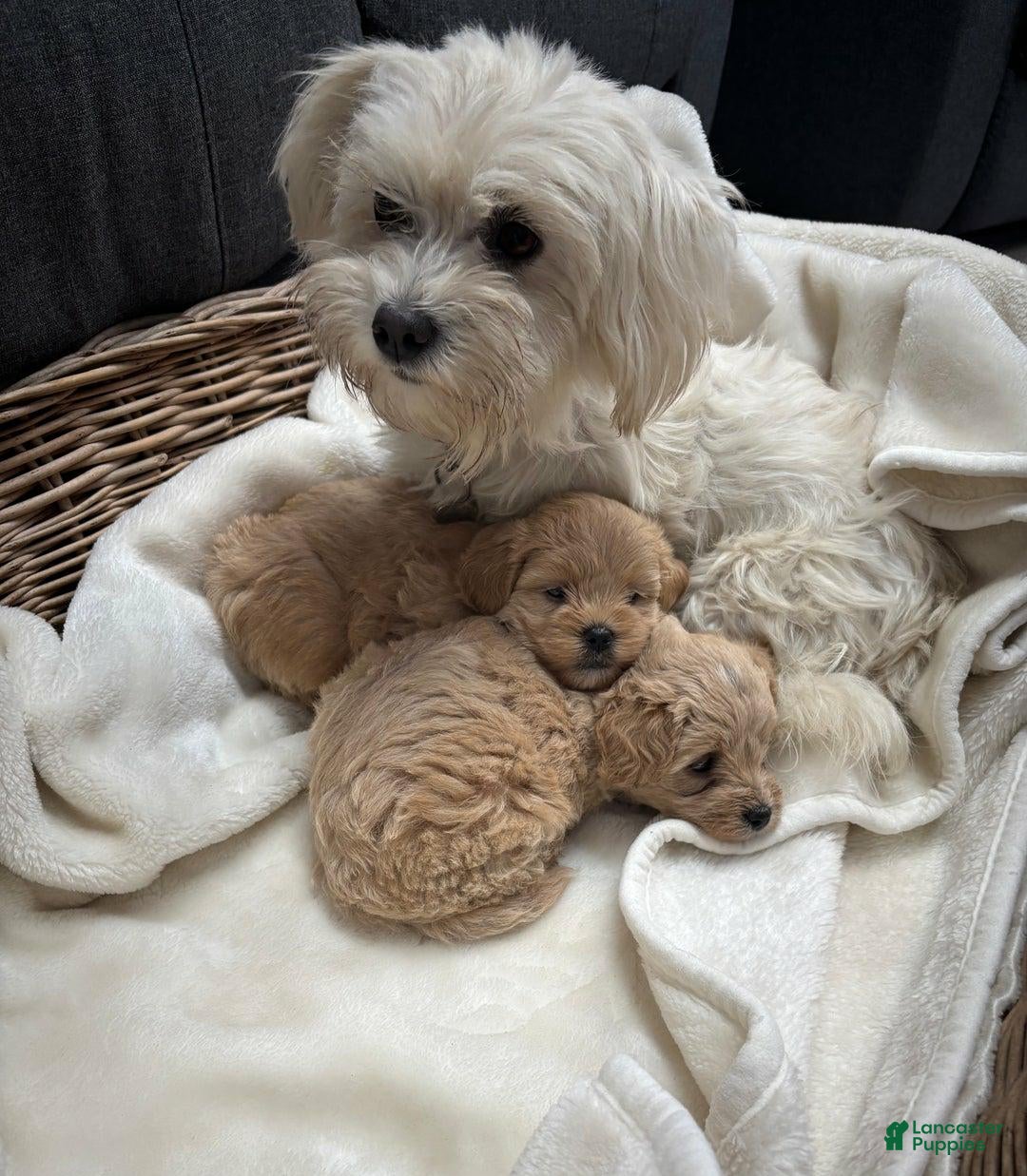 Maltipoo dogs for sale: Sofia - Ad 2