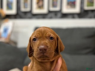 Vizsla dogs - Ad 3