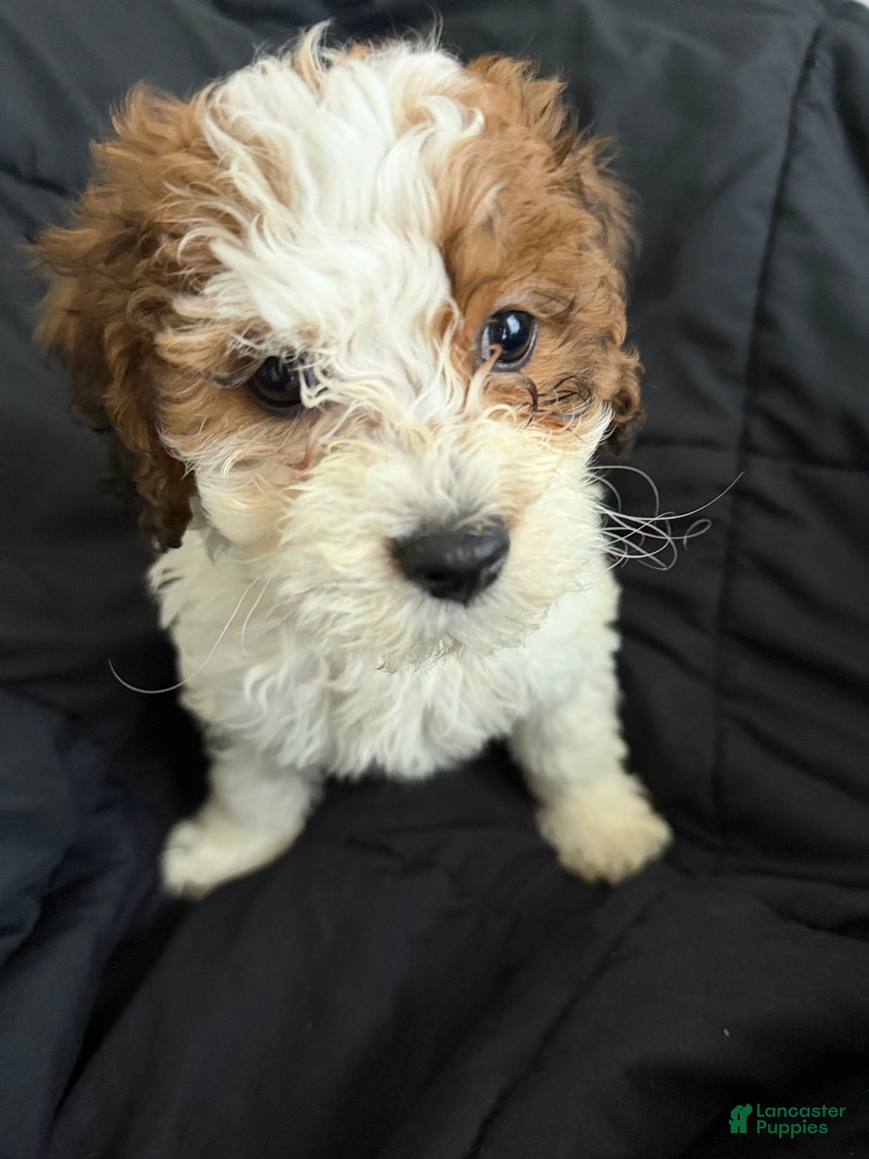 Havapoo dogs Teddy - Ad 39