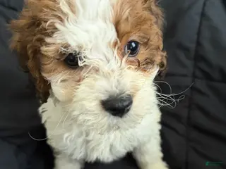 Havapoo dogs Teddy - Ad 39