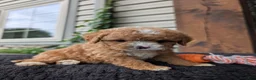 Cavapoo dogs for sale: Sandy  - Ad 5