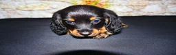 Miniature Dachshund dogs for sale: Ripp - Ad 3