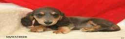 Dachshund dogs for sale: Murphy  - Ad 3