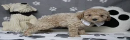 Havapoo dogs for sale: Willie  - Ad 8