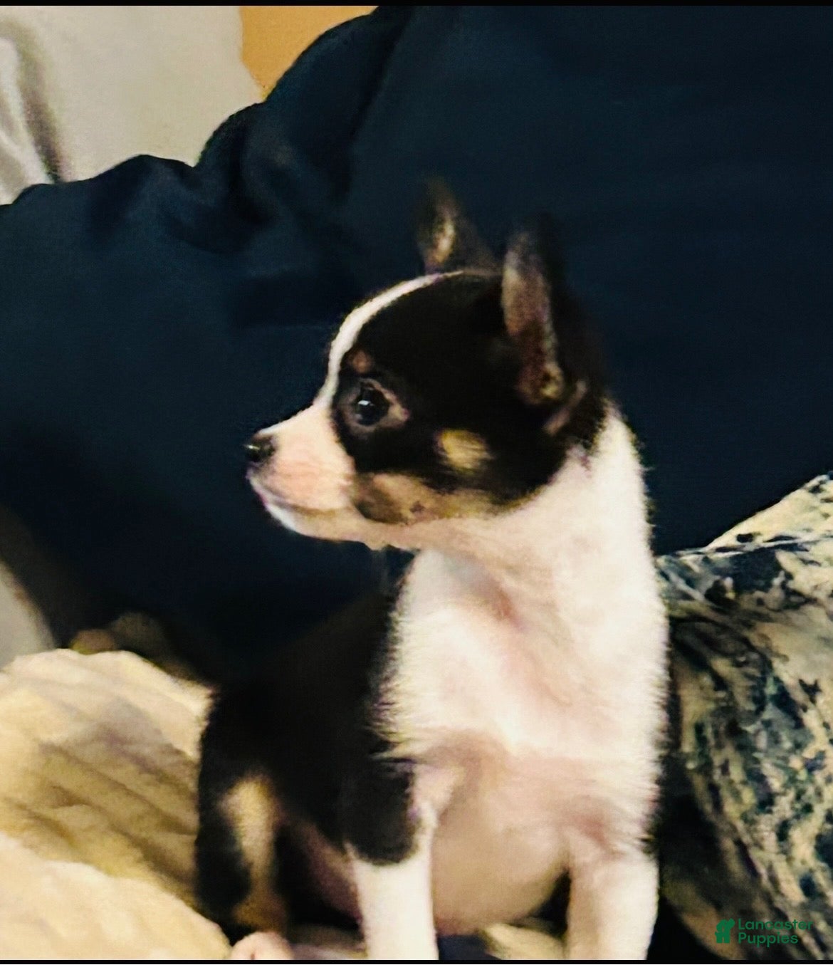 Chihuahua dogs Chihuahua Puppy 1 - Ad 40