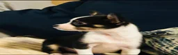 Chihuahua dogs for sale: Chihuahua Puppy 1 - Ad 1