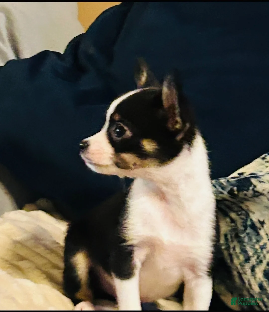 Chihuahua dogs for sale: Chihuahua Puppy 1 - Ad 1