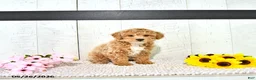 Miniature Poodle dogs for sale: Robert - Ad 3